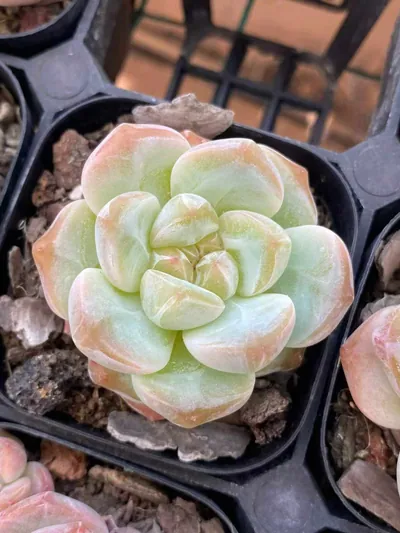 Echeveria Candy Heart Select Deep Dream (糖心优选厚梦) succulent — wholesale bare-root export from Yunnan, China (6 of 6)