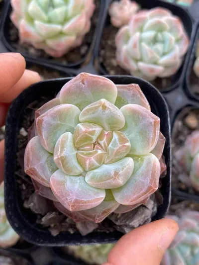 Echeveria Candy Heart Select Deep Dream (糖心优选厚梦) succulent — wholesale bare-root export from Yunnan, China (2 of 6)