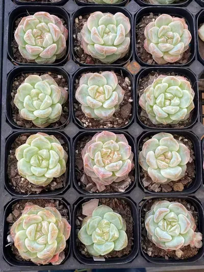 Echeveria Candy Heart Select Deep Dream (糖心优选厚梦) succulent — wholesale bare-root export from Yunnan, China (4 of 6)