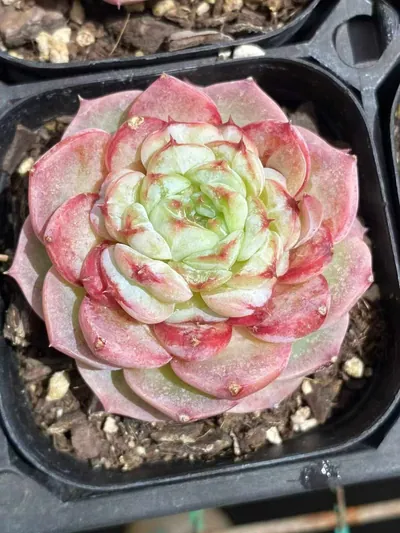 Echeveria Candy Heart Velvet (糖心天鹅绒) succulent — wholesale bare-root export from Yunnan, China (2 of 4)