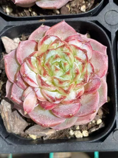 Echeveria Candy Heart Velvet succulent — wholesale export from Yunnan, China