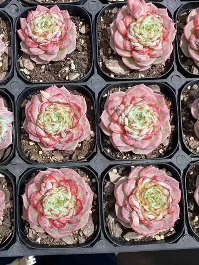 Echeveria Candy Heart Velvet (糖心天鹅绒) succulent — wholesale bare-root export from Yunnan, China (4 of 4)