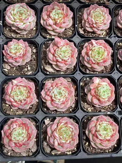 Echeveria Candy Heart Velvet (糖心天鹅绒) succulent — wholesale bare-root export from Yunnan, China (3 of 4)