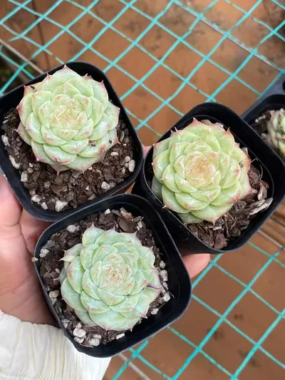 Echeveria Caramel Macchiato succulent — wholesale export from Yunnan, China