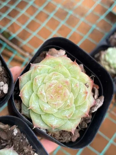 Echeveria Caramel Macchiato (焦糖玛朵) succulent — wholesale bare-root export from Yunnan, China (2 of 5)