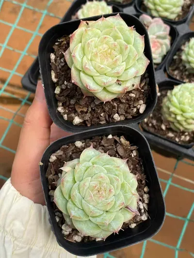 Echeveria Caramel Macchiato (焦糖玛朵) succulent — wholesale bare-root export from Yunnan, China (4 of 5)