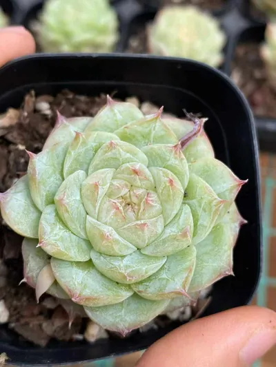 Echeveria Caramel Macchiato (焦糖玛朵) succulent — wholesale bare-root export from Yunnan, China (5 of 5)