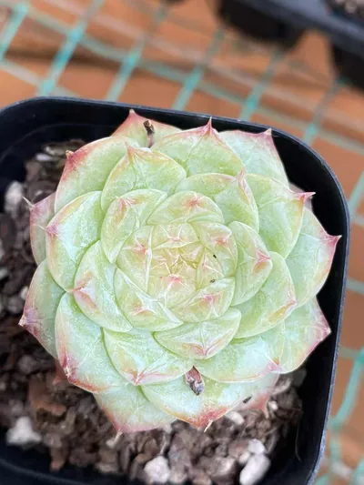 Echeveria Caramel Macchiato (焦糖玛朵) succulent — wholesale bare-root export from Yunnan, China (3 of 5)