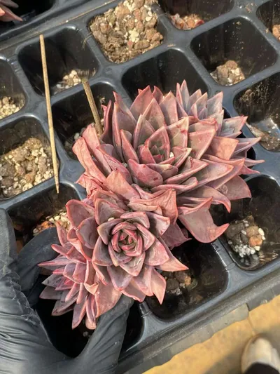 Echeveria Champagne (香槟三四头朵) succulent — wholesale bare-root export from Yunnan, China (4 of 5)