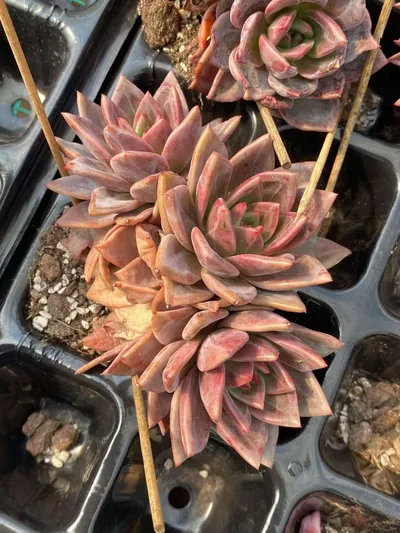 Echeveria Champagne (香槟三四头朵) succulent — wholesale bare-root export from Yunnan, China (2 of 5)