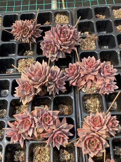 Echeveria Champagne (香槟三四头朵) succulent — wholesale bare-root export from Yunnan, China (5 of 5)