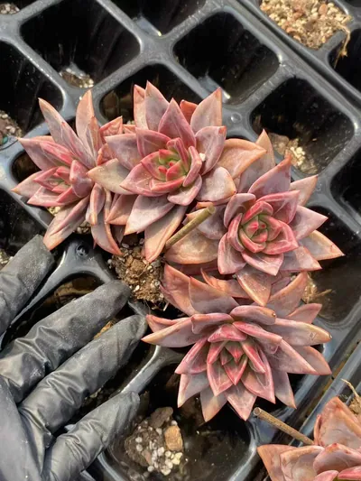 Echeveria Champagne succulent — wholesale export from Yunnan, China