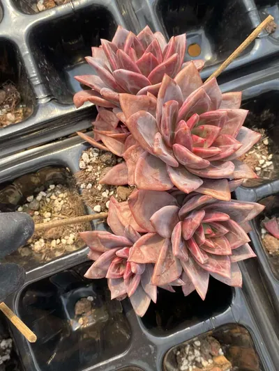 Echeveria Champagne (香槟三四头朵) succulent — wholesale bare-root export from Yunnan, China (3 of 5)