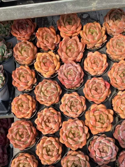 Echeveria Champagne (香槟) succulent — wholesale bare-root export from Yunnan, China (4 of 4)