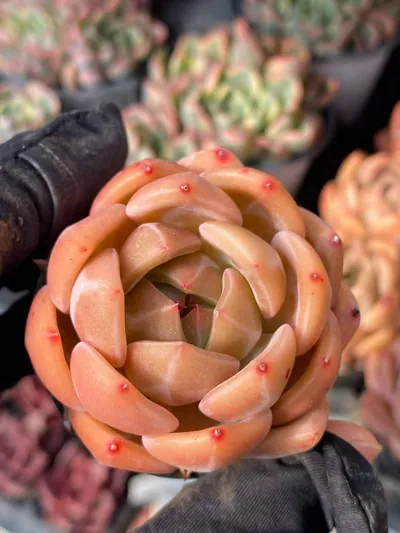 Echeveria Champagne succulent — wholesale export from Yunnan, China