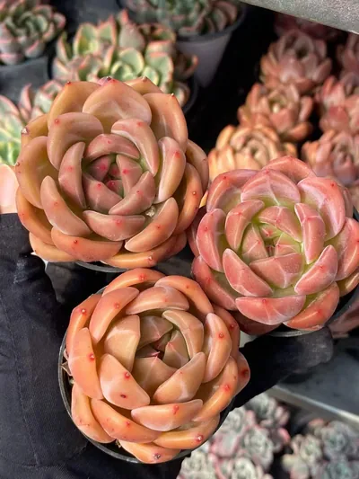 Echeveria Champagne (香槟) succulent — wholesale bare-root export from Yunnan, China (2 of 4)