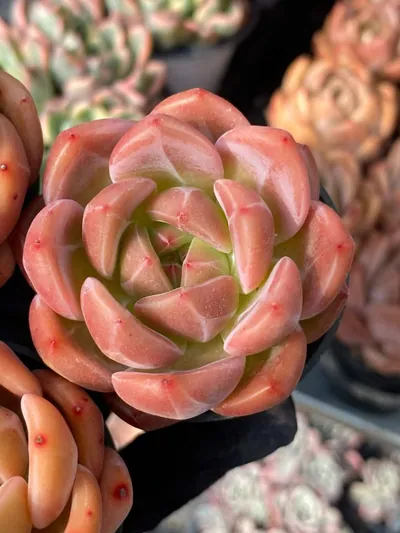 Echeveria Champagne (香槟) succulent — wholesale bare-root export from Yunnan, China (3 of 4)