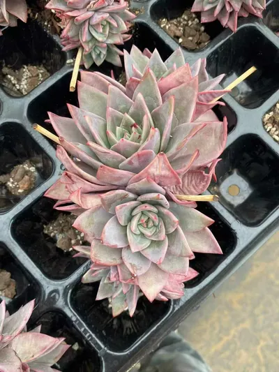 Echeveria Champagne Mixed (3-4 Heads) (板子香槟三四头混) succulent — wholesale bare-root export from Yunnan, China (5 of 7)