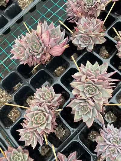 Echeveria Champagne Mixed (3-4 Heads) (板子香槟三四头混) succulent — wholesale bare-root export from Yunnan, China (2 of 7)