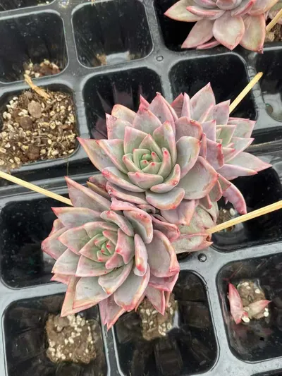 Echeveria Champagne Mixed (3-4 Heads) (板子香槟三四头混) succulent — wholesale bare-root export from Yunnan, China (3 of 7)