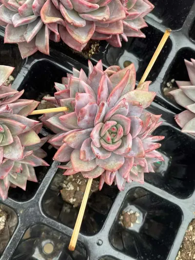 Echeveria Champagne Mixed (3-4 Heads) (板子香槟三四头混) succulent — wholesale bare-root export from Yunnan, China (6 of 7)