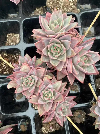 Echeveria Champagne Mixed (3-4 Heads) (板子香槟三四头混) succulent — wholesale bare-root export from Yunnan, China (7 of 7)