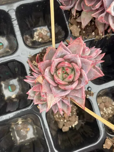 Echeveria Champagne Mixed (3-4 Heads) succulent — wholesale export from Yunnan, China
