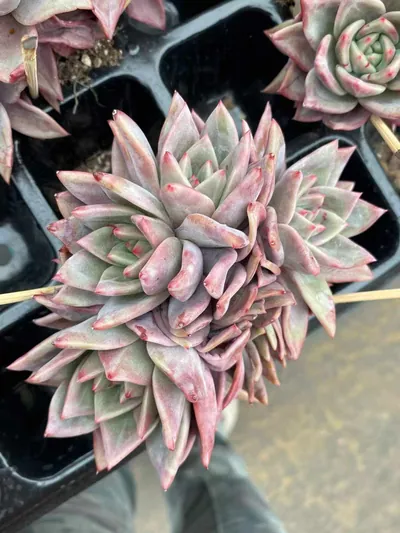 Echeveria Champagne Mixed (3-4 Heads) (板子香槟三四头混) succulent — wholesale bare-root export from Yunnan, China (4 of 7)