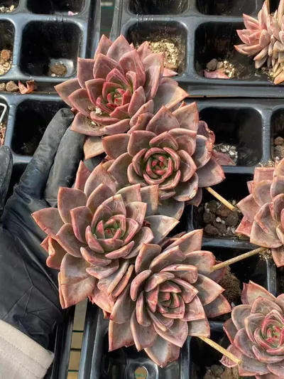 Echeveria Champagne Twin-head (香槟双头) succulent — wholesale bare-root export from Yunnan, China (4 of 4)