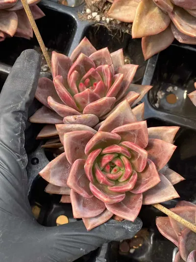 Echeveria Champagne Twin-head succulent — wholesale export from Yunnan, China