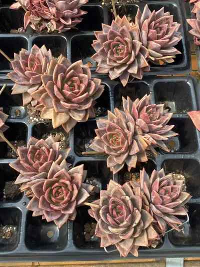 Echeveria Champagne Twin-head (香槟双头) succulent — wholesale bare-root export from Yunnan, China (3 of 4)