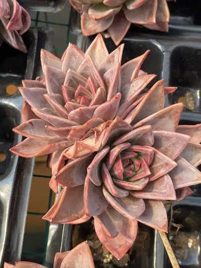 Echeveria Champagne Twin-head (香槟双头) succulent — wholesale bare-root export from Yunnan, China (2 of 4)