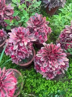 Aeonium Aeonium 'Chanel' succulent — wholesale export from Yunnan, China