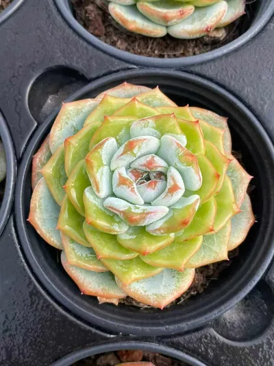 Echeveria Changqing succulent — wholesale export from Yunnan, China