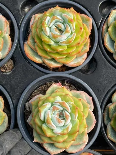 Echeveria Changqing (长卿思) succulent — wholesale bare-root export from Yunnan, China (3 of 4)