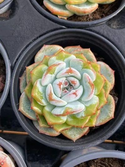 Echeveria Changqing (长卿思) succulent — wholesale bare-root export from Yunnan, China (2 of 4)