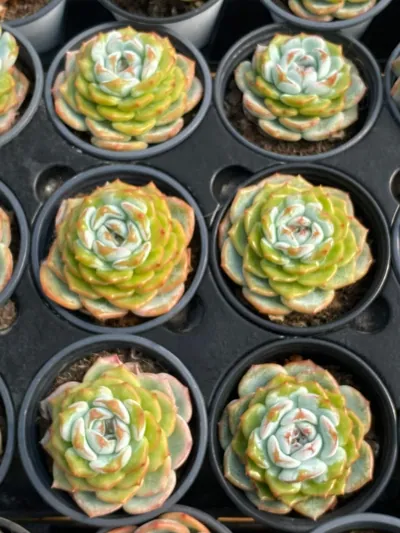Echeveria Changqing (长卿思) succulent — wholesale bare-root export from Yunnan, China (4 of 4)
