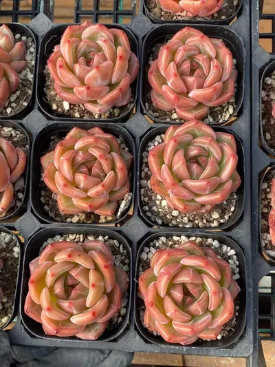 Echeveria Charlotte Champagne (夏洛香槟) succulent — wholesale bare-root export from Yunnan, China (3 of 3)