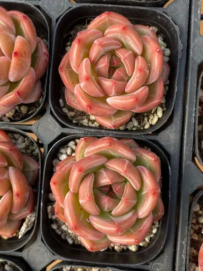 Echeveria Charlotte Champagne (夏洛香槟) succulent — wholesale bare-root export from Yunnan, China (2 of 3)