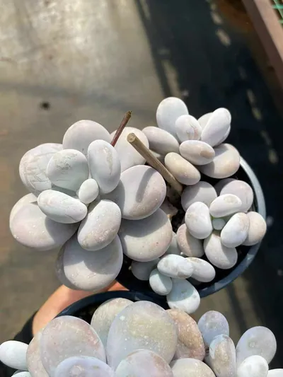 Pachyphytum Cheese (奶酪) succulent — wholesale bare-root export from Yunnan, China (2 of 4)