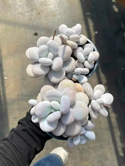 Pachyphytum Cheese (奶酪) succulent — wholesale bare-root export from Yunnan, China (4 of 4)