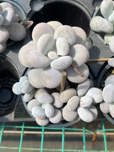 Pachyphytum Cheese succulent — wholesale export from Yunnan, China