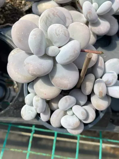 Pachyphytum Cheese (奶酪) succulent — wholesale bare-root export from Yunnan, China (3 of 4)
