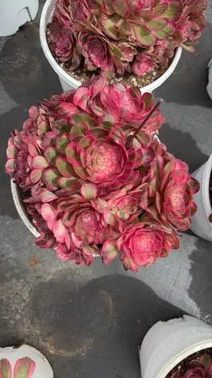 Aeonium Aeonium 'Cherry Blossom' succulent — wholesale export from Yunnan, China