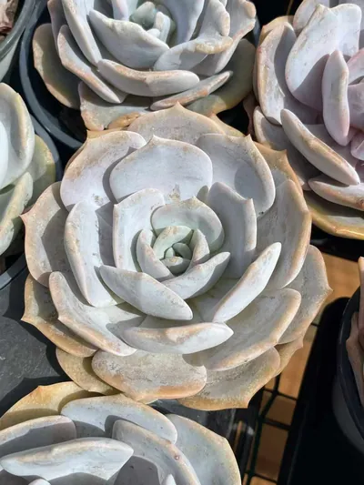 Echeveria Chirpy Frost (啾啾霜) succulent — wholesale bare-root export from Yunnan, China (2 of 8)