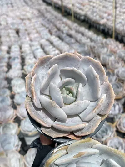 Echeveria Chirpy Frost (啾啾霜) succulent — wholesale bare-root export from Yunnan, China (4 of 8)