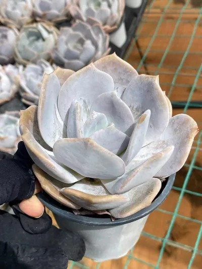 Echeveria Chirpy Frost (啾啾霜) succulent — wholesale bare-root export from Yunnan, China (7 of 8)