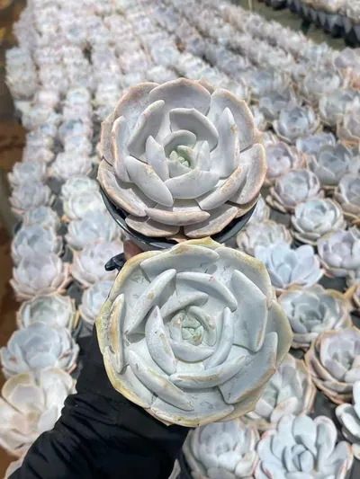 Echeveria Chirpy Frost (啾啾霜) succulent — wholesale bare-root export from Yunnan, China (5 of 8)