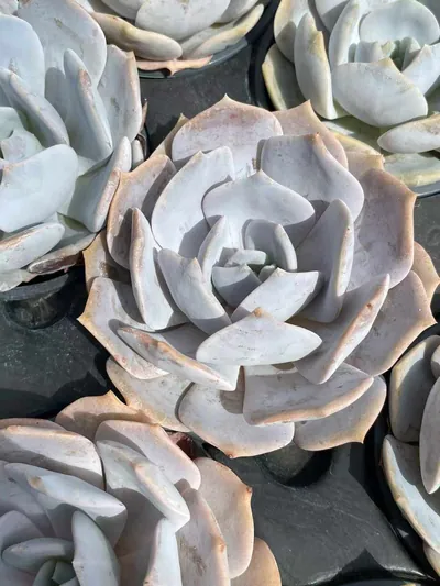 Echeveria Chirpy Frost succulent — wholesale export from Yunnan, China