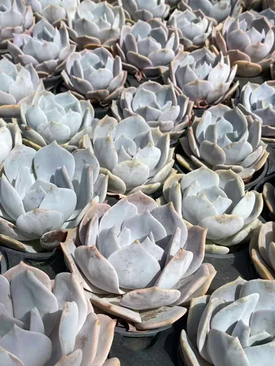 Echeveria Chirpy Frost (啾啾霜) succulent — wholesale bare-root export from Yunnan, China (3 of 8)